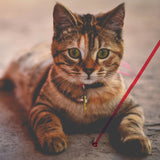 Red Laser Light Beam Pointer Cat Chaser Interactive Toy For Cats- MOQ- 20 Pack