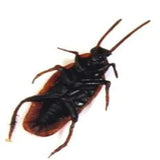 Fake Cockroaches Prank Toy For Kids In Bulk