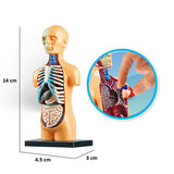 Human Anatomical Body Model