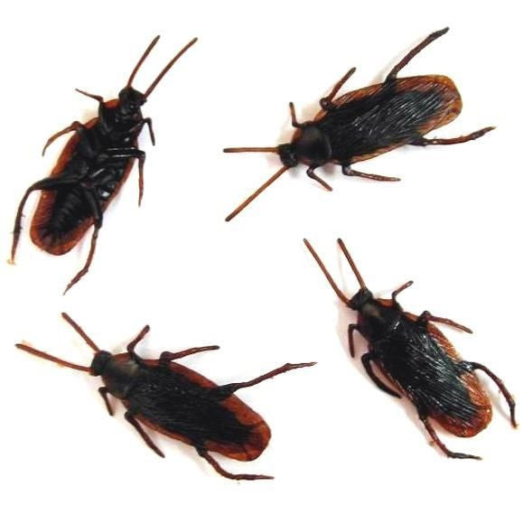 Buy BULK FAKE COCKROACHES (Sold by per 100)Bulk Price